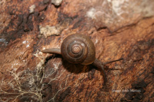 Boggomoss snail image John Stanisic