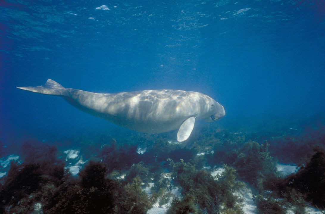 Dugong swimming